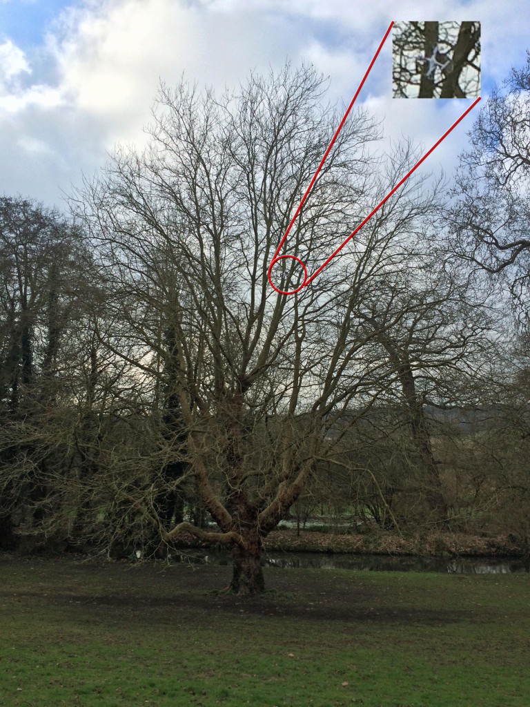 Drone in tree